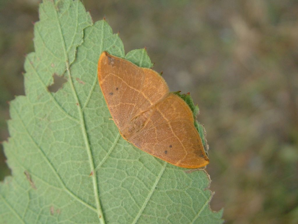 Watsonalla binaria vs Watsonalla uncinula